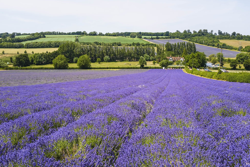 Castle_Farm_Lavender_099_3718